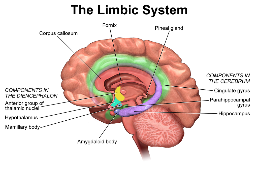 limbik-beyin